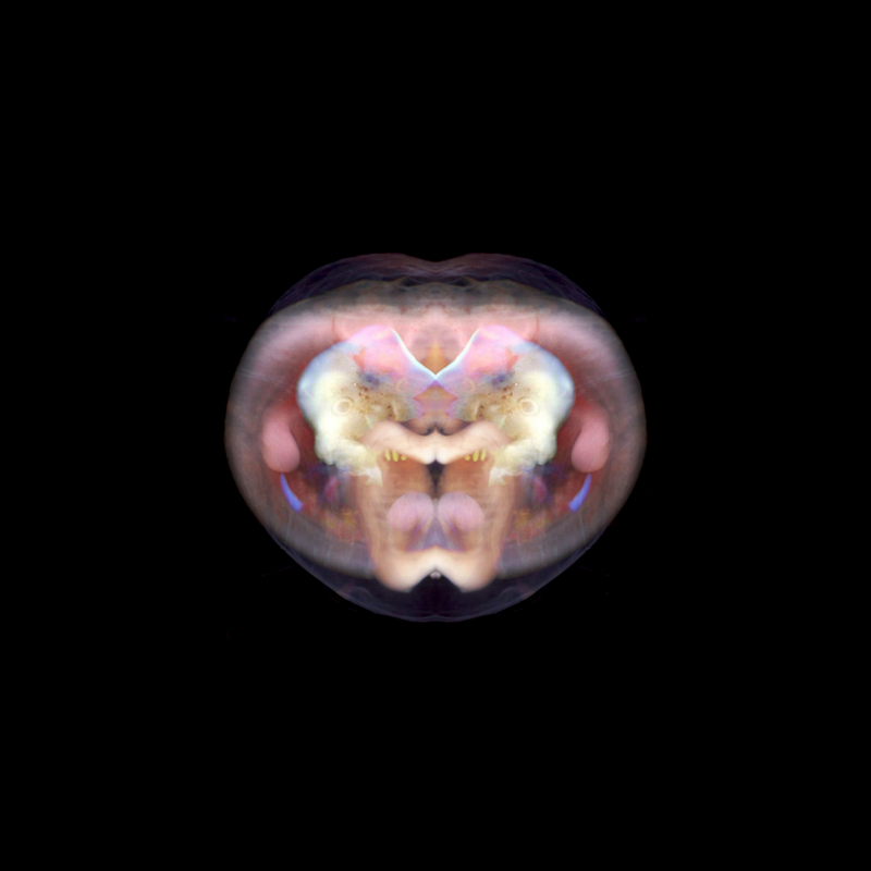 embryo2